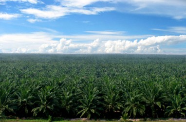 Harga Jual CPO Sampoerna Agro (SGRO) Terkerek