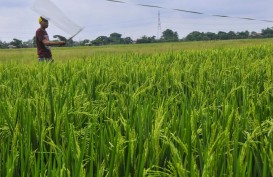 Nilai Tukar Petani di Riau Turun 3,51 Persen pada Maret 2020