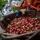 Petani Kopi di Rinjani Didorong Tingkatkan Kualitas