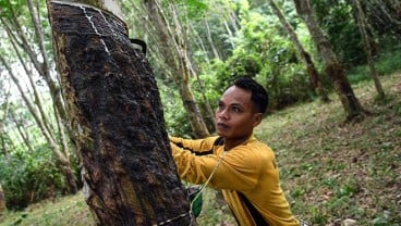 Masuk Zona Merah Corona, Pabrik Karet Tolak Suplai dari Prabumulih