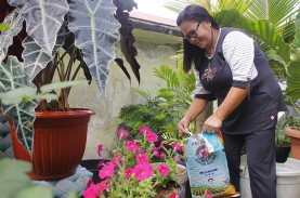 Pupuk NPK Pelangi Tingkatkan Kualitas Aglaonema