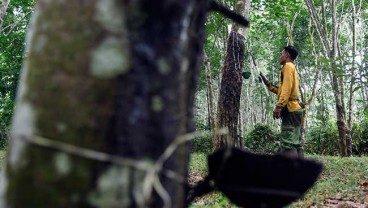 Gapkindo Sumsel Minta Pabrik Tetap Terima Karet dari Semua Area