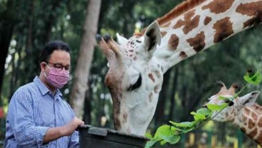 Anies Baswedan Inspeksi Ragunan, Beri Nama Anak Jerapah Julang. Apa Artinya?