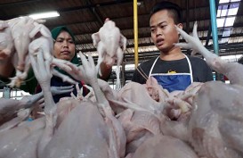 Harga Ayam Potong di Palembang Mulai Naik