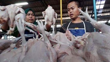 Harga Ayam Potong di Palembang Mulai Naik