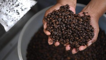 Antam Terjun Membina Petani Kopi Halmahera Timur