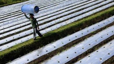 Teknik Kemul Sawah Tingkatkan Produktivitas Padi di Kulonprogo, Bagimana Metodenya?