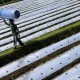 Teknik Kemul Sawah Tingkatkan Produktivitas Padi di Kulonprogo, Bagimana Metodenya?