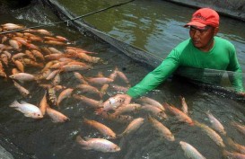 Dukung Agrowisata, Perikanan Air Tawar Dikembangkan di Kupang