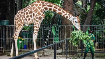 PERAWATAN SATWA DI RAGUNAN