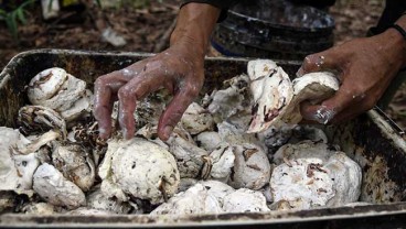 Kementerian PUPR Akan Beli Hasil Karet Petani Rp100 Miliar