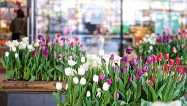 Demi Jaga Jarak Sosial, 100.000 Tanaman Tulip di Jepang Dipangkas