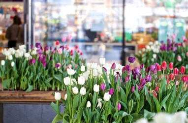 Demi Jaga Jarak Sosial, 100.000 Tanaman Tulip di Jepang Dipangkas