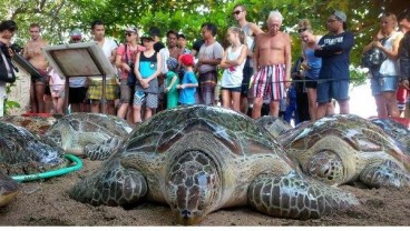 Wabah Covid-19 Bikin Penyu Kembali Bertelur di Pantai Thailand