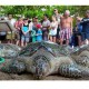 Wabah Covid-19 Bikin Penyu Kembali Bertelur di Pantai Thailand