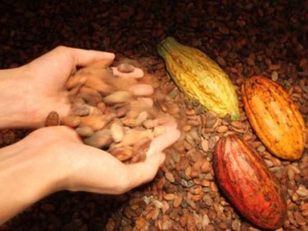 Tak Bisa Dieskpor ke Eropa, Kakao Fermentasi di Bali Diolah Jadi Nibs