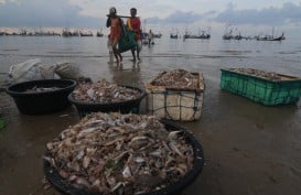 Ikan Ternyata Bisa Meningkatkan Imunitas, Begini Penjelasannya