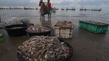 Ikan Ternyata Bisa Meningkatkan Imunitas, Begini Penjelasannya