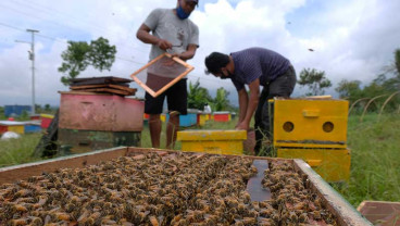 HARGA MADU MELONJAK