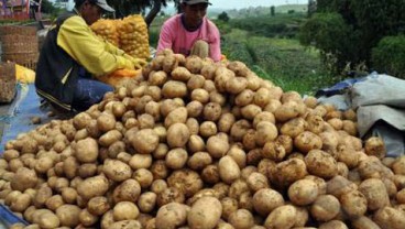 Harga Kentang di Ambon Rp45.000 per Kilogram, Naik 125 Persen