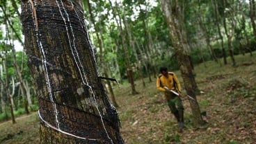 Pabrik Diimbau Beli Karet Petani Sumsel, Karet dari Zona Merah Corona Ditolak