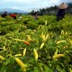 Penjualan Bibit Tanaman Pangan Melonjak 50 Persen di Tengah Pandemi Corona
