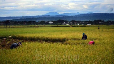 Cetak Sawah Baru Di Kalimantan Akan Dibiayai BUMN