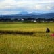 Cetak Sawah Baru Di Kalimantan Akan Dibiayai BUMN