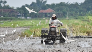 Anggota Dewan : Pak Jokowi Harus Belajar dari Gagal Cetak Sawah Baru