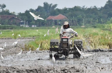 Anggota Dewan : Pak Jokowi Harus Belajar dari Gagal Cetak Sawah Baru