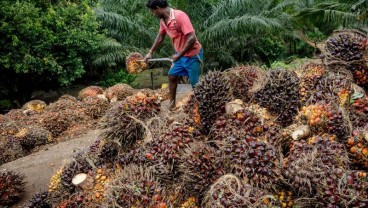 Level Harga TBS Perkuat Petani Sawit Riau di Masa Covid-19