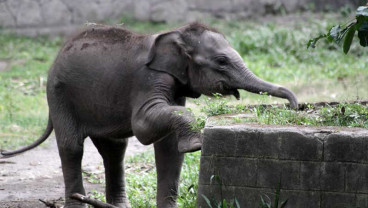 KELAHIRAN ANAK GAJAH