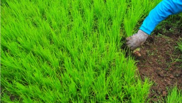 Antisipasi Krisis Pangan, Petani Diminta Percepat Musim Tanam Padi