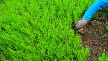 Aktivis Kritik Rencana Pemerintah Cetak 600 Ribu Ha Sawah: Sepintas Melegakan, Padahal...