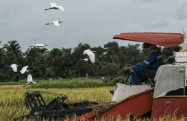 Proyek Cetak Sawah Baru, Menyemai Tuah di Tanah Rawa