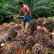 Ini Penyebab Laba Sampoerna Agro (SGRO) Anjlok hingga 88 Persen