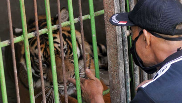 KONDISI BINATANG SAAT PANDEMI COVID-19
