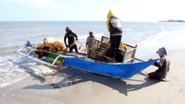 Simpul Agro Ekspor Rumput Laut Makassar ke Jepang