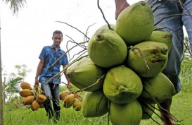 Pemprov Sulut Dorong Pengembangan Produk Olahan Kelapa untuk Petani