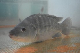 Nila Srikandi, Ikan Unggul Bikin Produktivitas Budidaya…