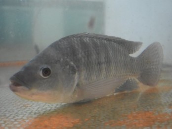 Nila Srikandi, Ikan Unggul Bikin Produktivitas Budidaya Meninggi