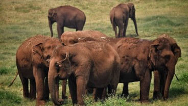 Pendapatan Berkurang, Warga Thailand Lepaskan Gajah ke Alam Liar