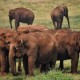 Pendapatan Berkurang, Warga Thailand Lepaskan Gajah ke Alam Liar