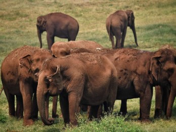 Pendapatan Berkurang, Warga Thailand Lepaskan Gajah ke Alam Liar