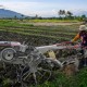 Gagal di Era Soeharto, Pemerintah Jokowi Ambisi Cetak Sawah di Lahan Gambut