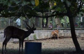 Untuk Penuhi Pakan Satwa, Kebun Binatang Bandung Pangkas Gaji Pegawai
