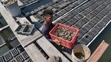 Kepiting Soka, Peluang Baru Usaha Budidaya Tambak