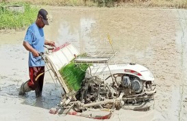 Alhamdullilah, Upah Nominal Buruh Tani Naik di Masa Pandemi