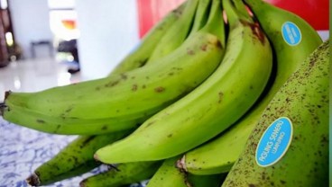 Nutrisi Pisang Agung Semeru Berkali Lipat Dibandingkan Cavendish