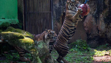 SIARAN LANGSUNG DARING HARIMAU SUMATERA